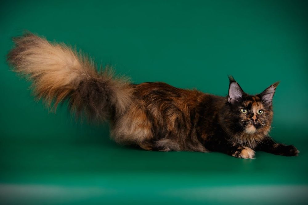 Кошка- Собака! Домашний Гигант ! МЕЙН- КУНЫ- ЧЕРЕПАХИ