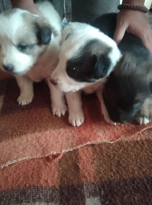 Продаются щеночки охранники