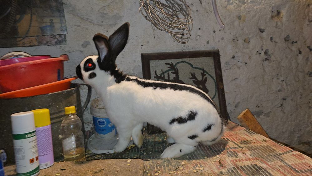 Masculi berbec german si fluture german originali