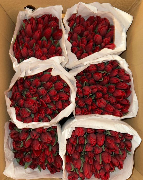 Тюльпаны от 700 тг