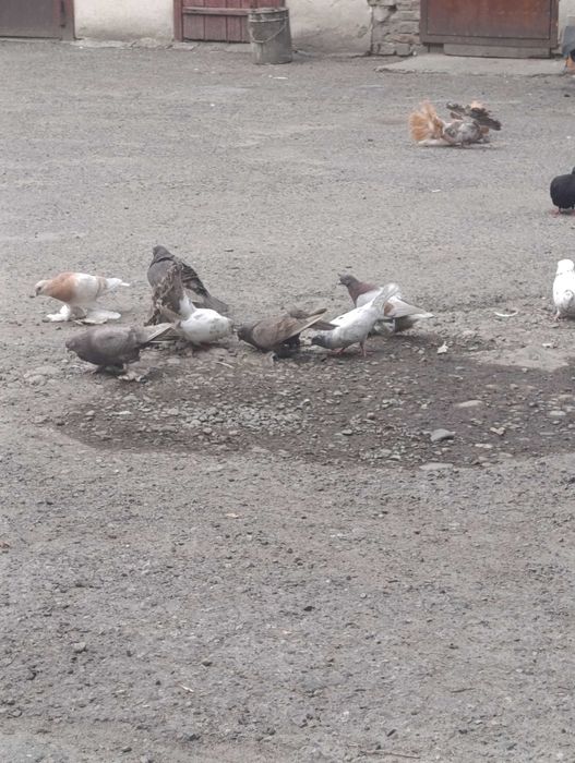 Гусята,голуби разные