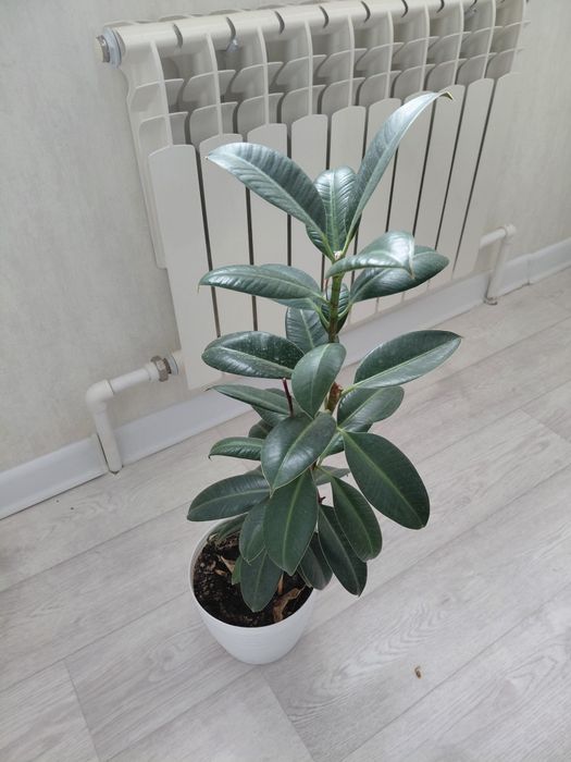 Комнатные цветы не дорого