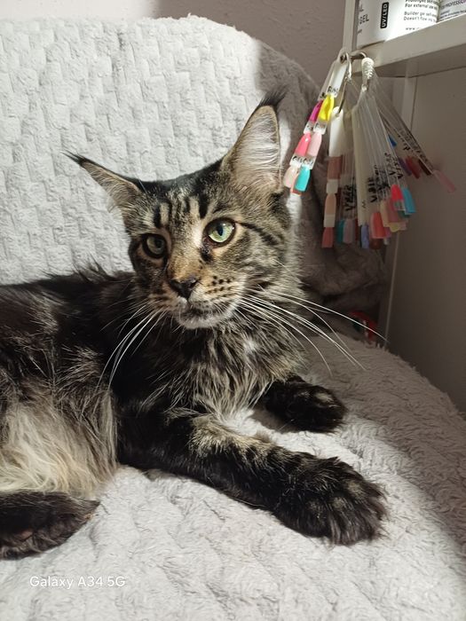 Fetițe Maine Coon cu PEDIGREE