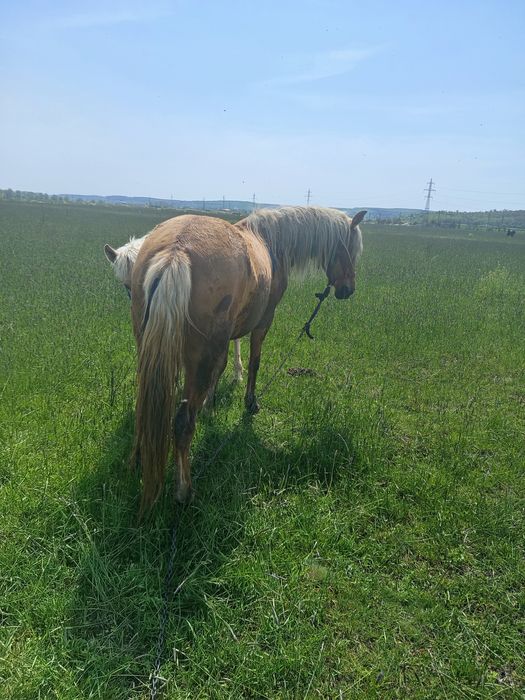 Vând iapă și mânză