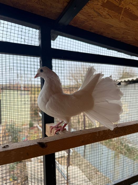 Голуби белый павлин