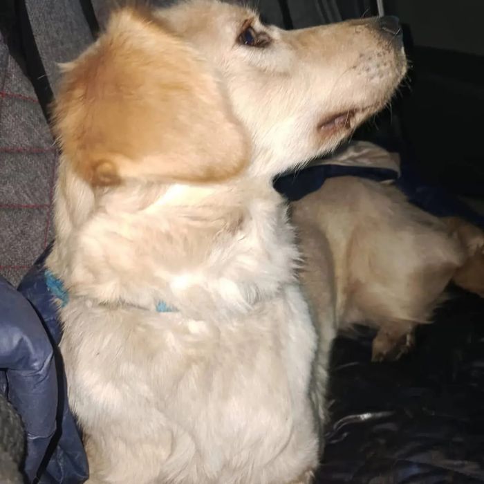 Собаки в ответственные руки!!!