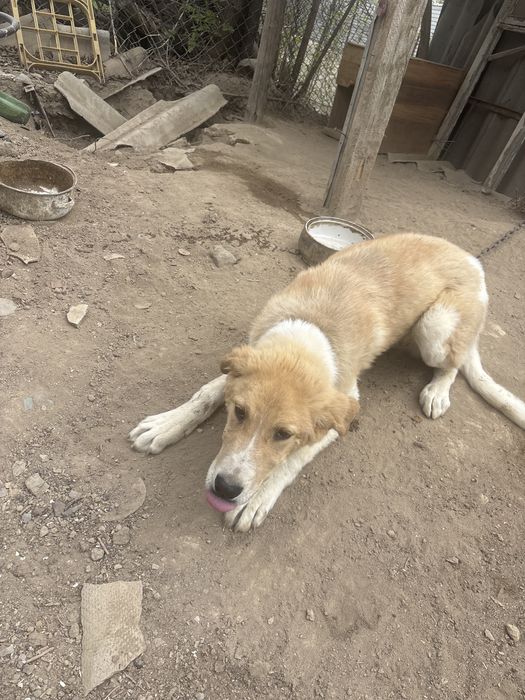 Щенок Кушык продается