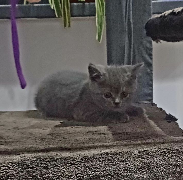 Продаются котята, 2 месяца. Шотландские  (фолд, страйт)