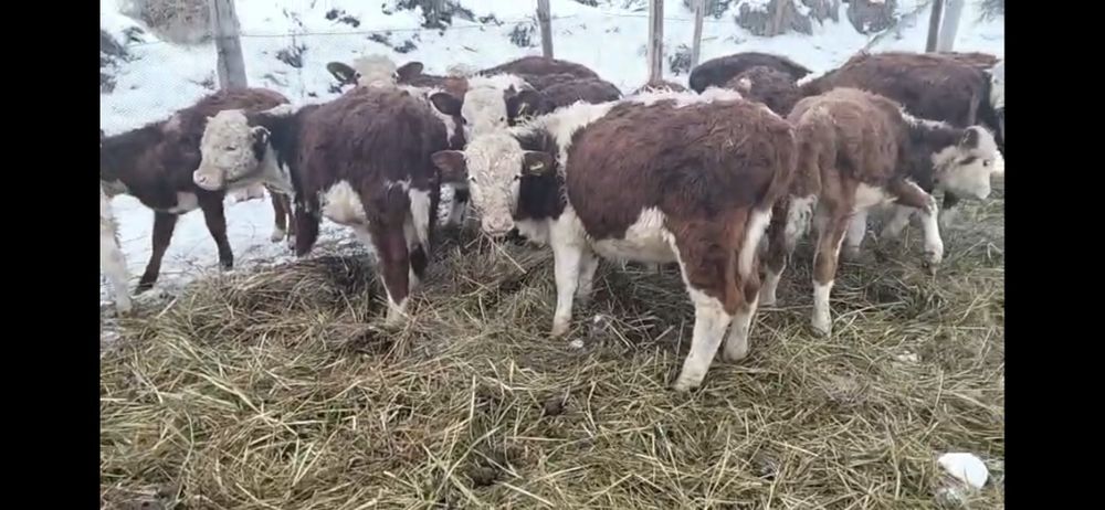 Телята породы Герефорд