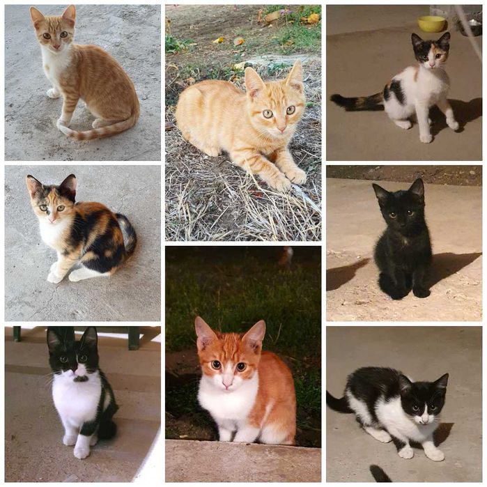 Малки котета – различни шарки