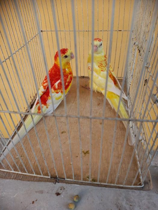 Певчий рубин пара