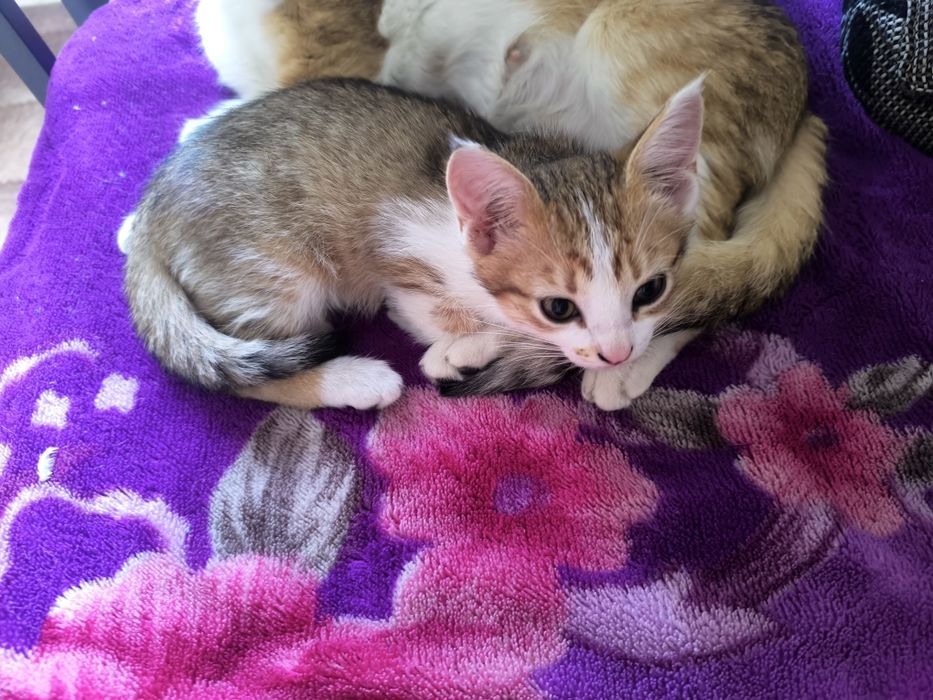 Отдам котенка девочку 2месяца