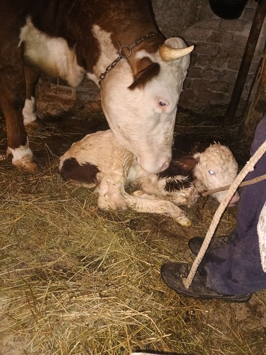 Vând vacă la prima fătare cu vițel de 6 săptămâni