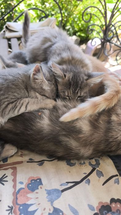 Отдам котят от горной кошки
