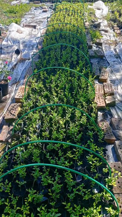 лигуструм в контейнер