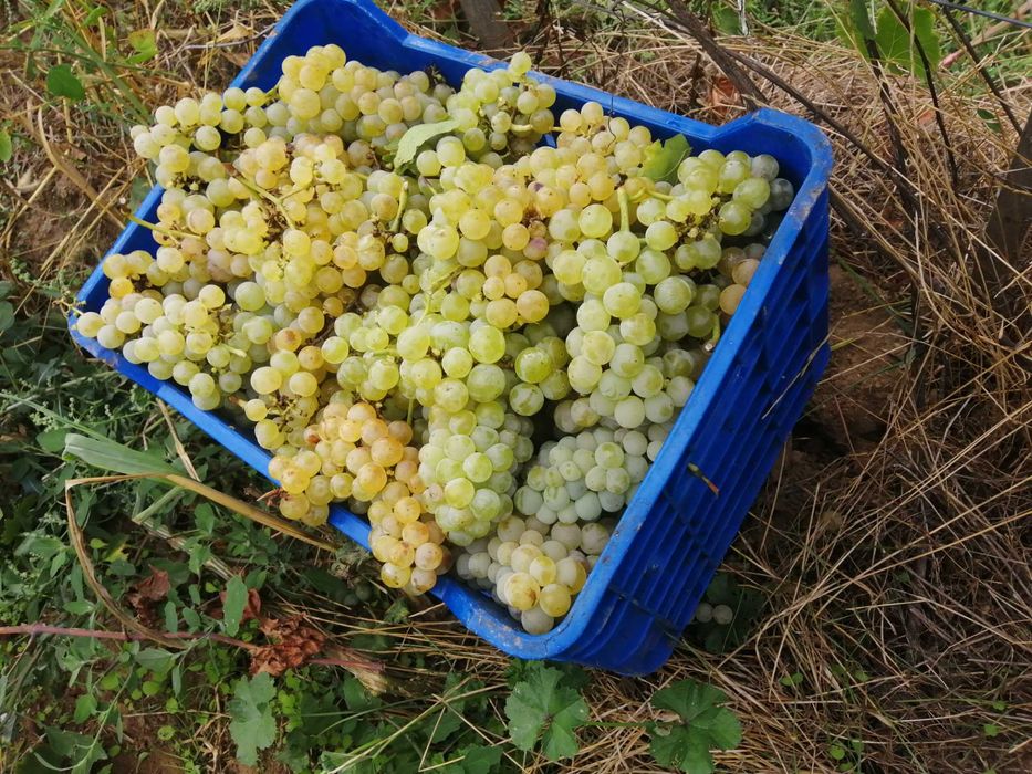 Грозде Каберне Совиньон 2025 Мускат отонел, Совиньон Блан , Траминер