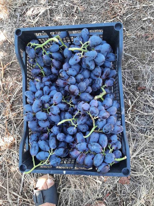 Продавам лозе с десертно грозде в с.Поповица