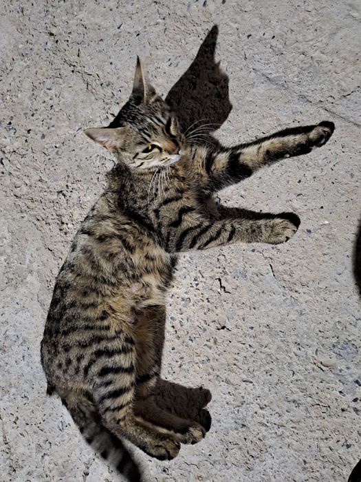 Котята домашние даром