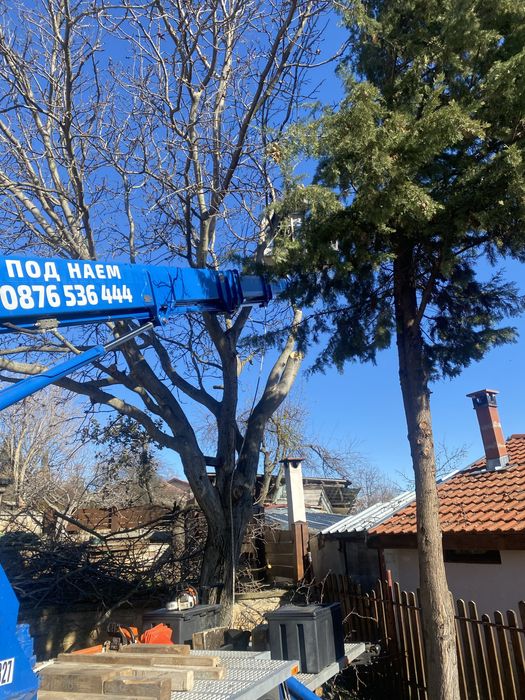 Рязане на опасни дървета