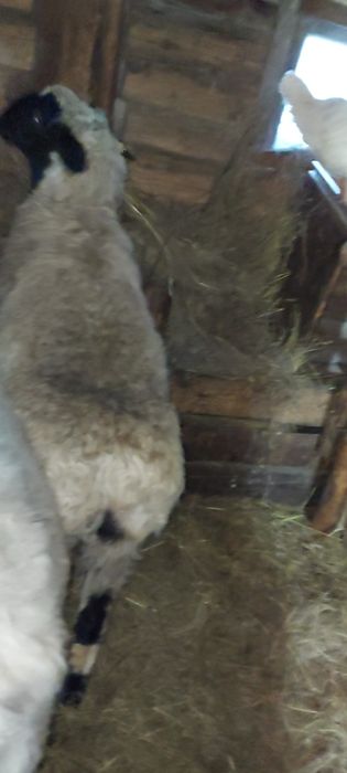 Бараны с откорма продам