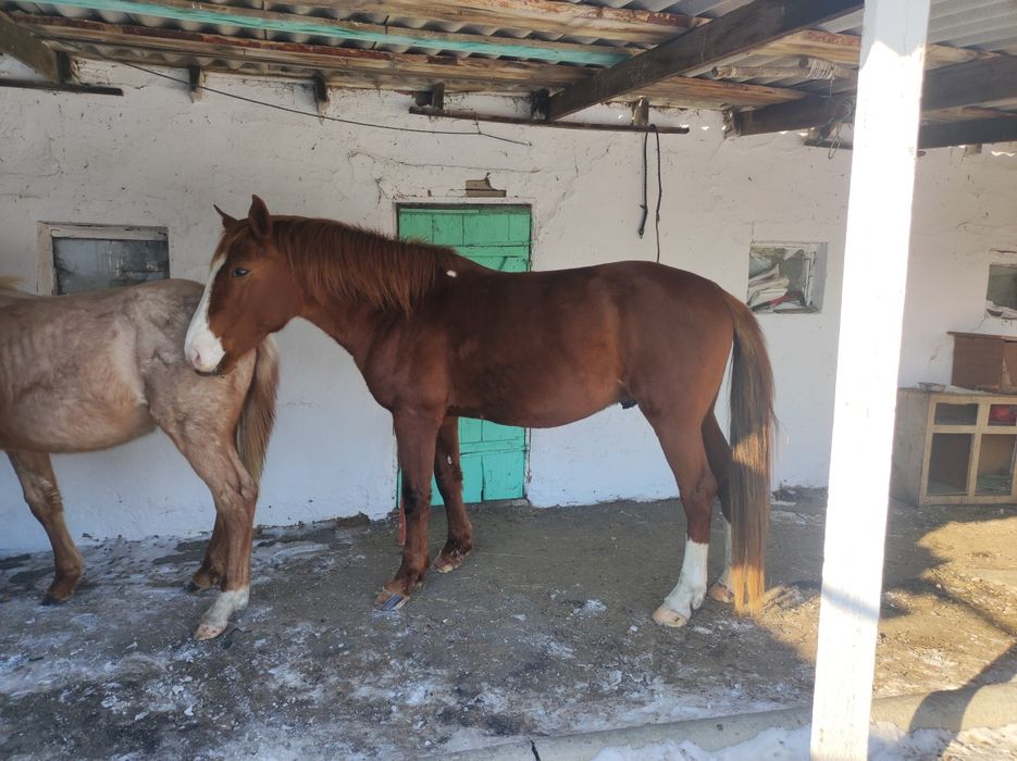 Айгыр сатамын жасы 7