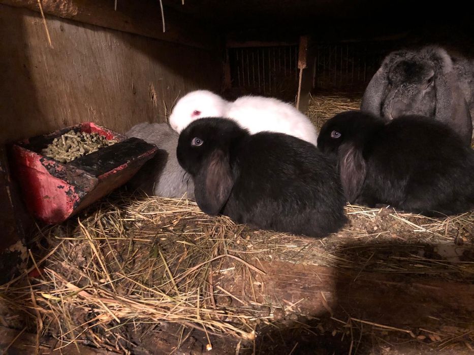 Iepuri Berbec german- rasa pura