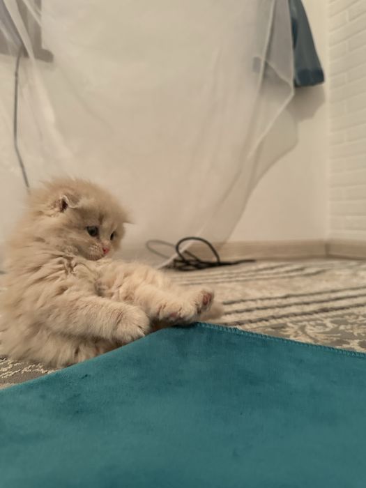 Шотланский вислоухи как мишутка