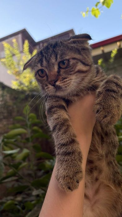 Бесплатный котёнок