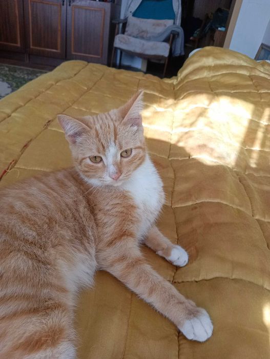 Отдам в хорошие руки