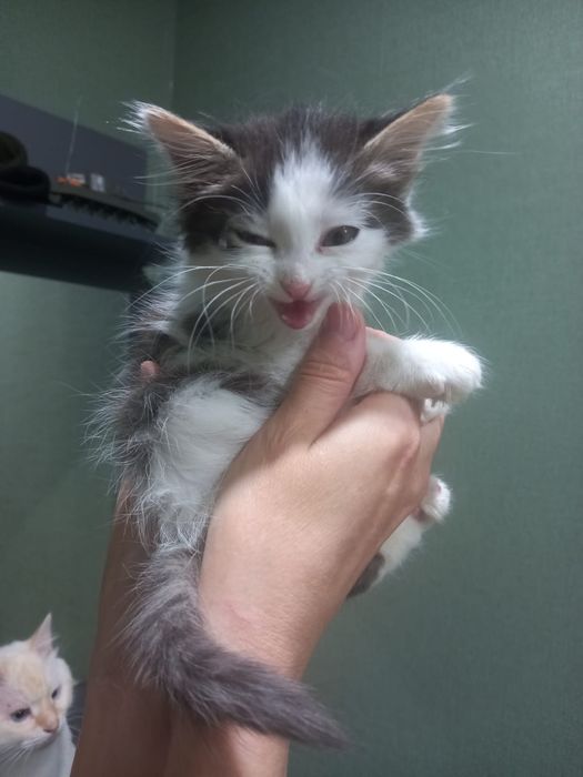 Котята мальчики в добрые руки
