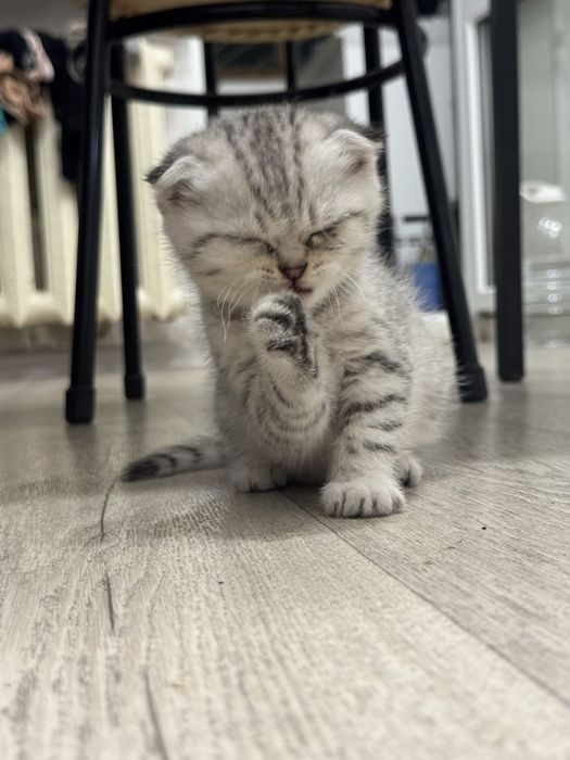 Продаётся котёнок серебристая шиншиллы
