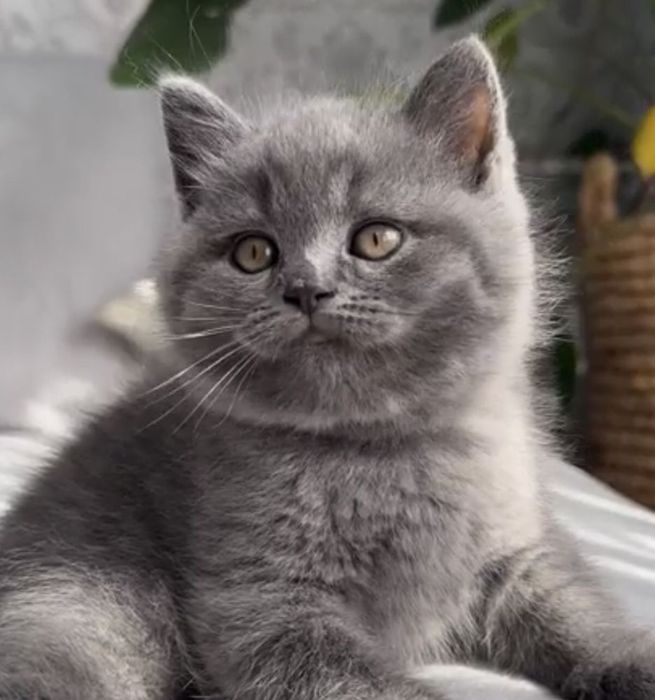 British shorthair