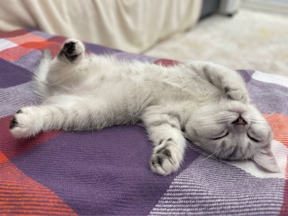 Продам котенка скоттиш страйт