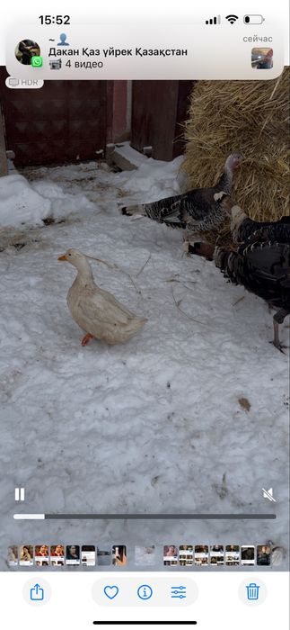 Продам уток пекинок