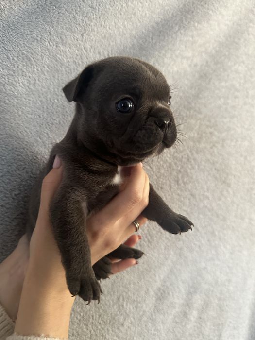 Щенки французского бульдога