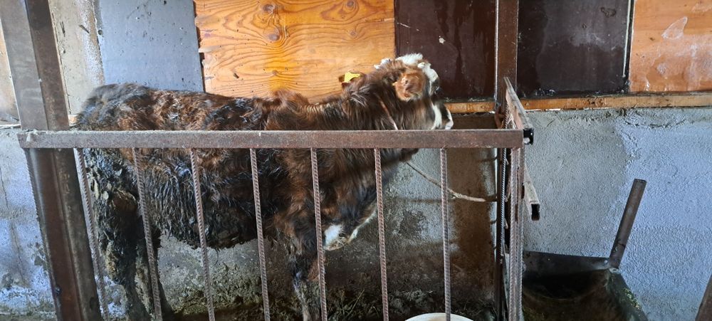 Продам бычка 8 месяцев