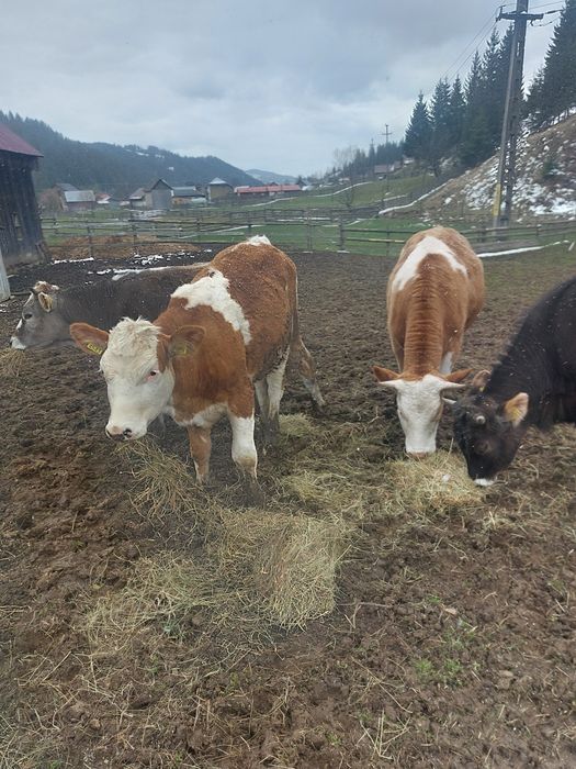 Junici baltata și bruna la alegere