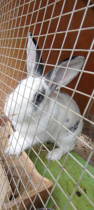 Қуён болалари сотилади. 35 000 дан 100 000 гача.