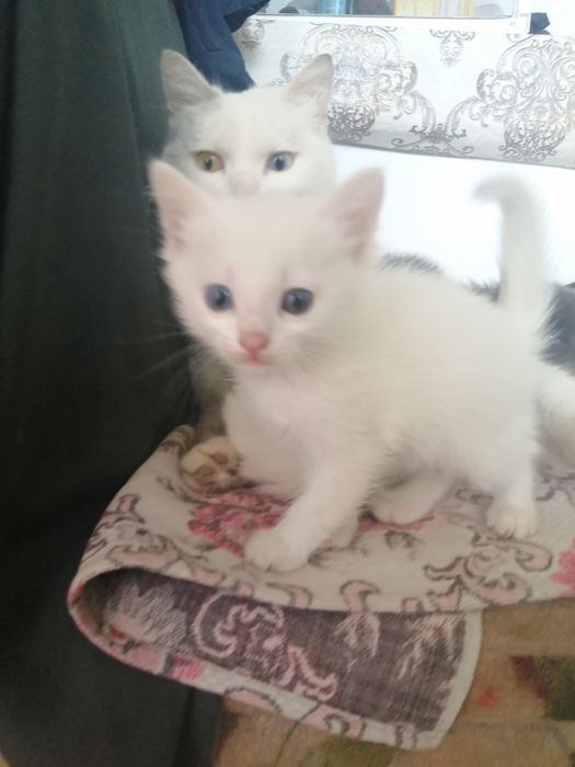 Продам котят, пародистые