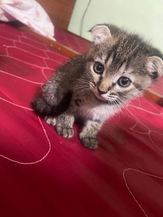 Продам котят пародасня папа бенгал мама скочфоол