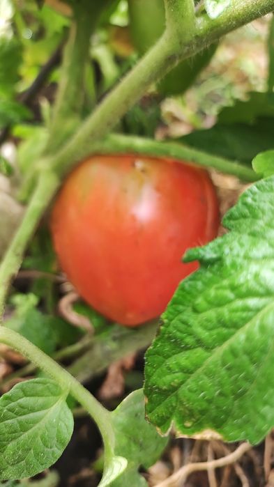 Продам дом мкр Западный