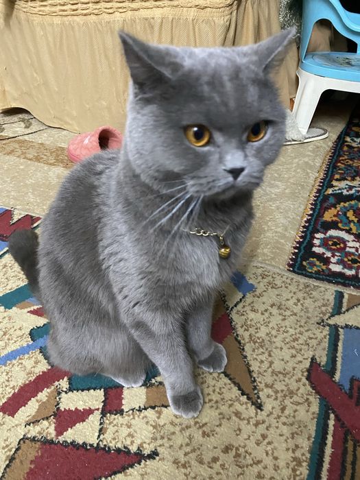 Отдам британку в добрые руки