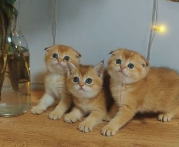 Алматы котята Шикарные Малыши