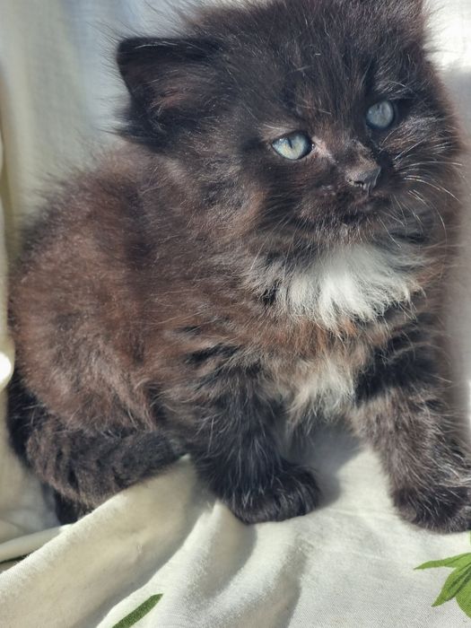 Продам британского котёнка