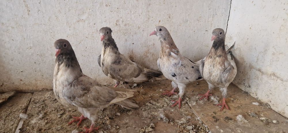 Челкари молодые мрамарные