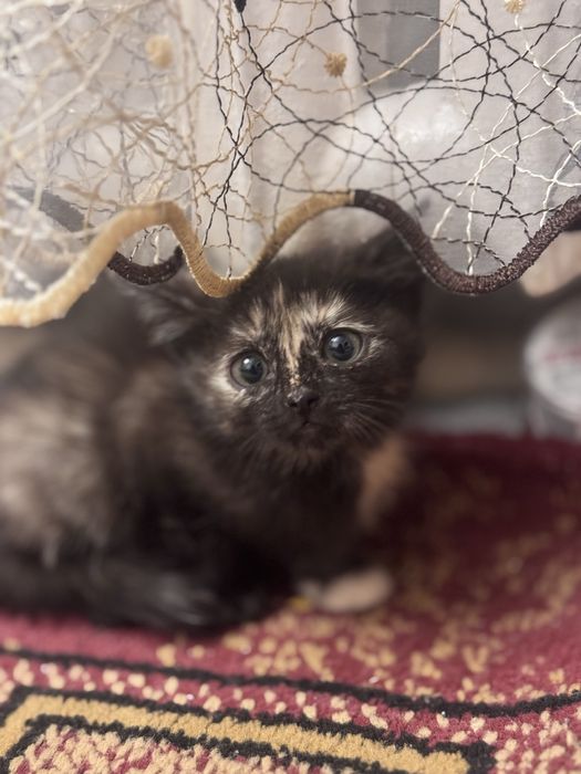 Отдадим котят в добрые руки