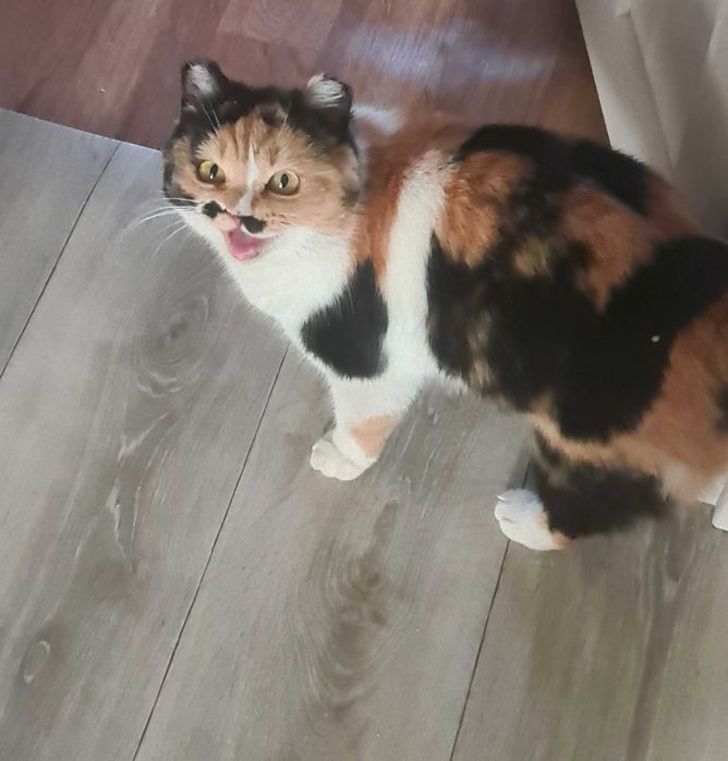 Ищем ответственных хозяев