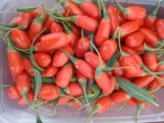 Гожи бутаси goji ko'chatlari