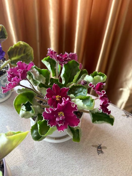 Продам сортовые фиалки
