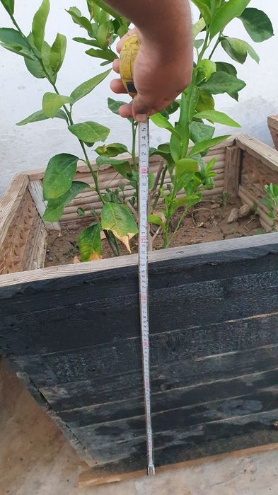 Yogoch Tuvak sotiladi